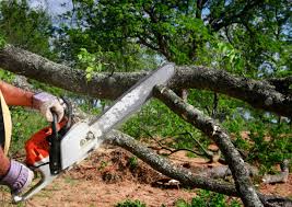 Norfolk, NE Tree Services Company