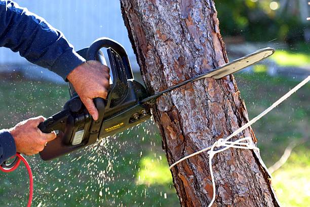 Best Commercial Tree Services  in Norfolk, NE